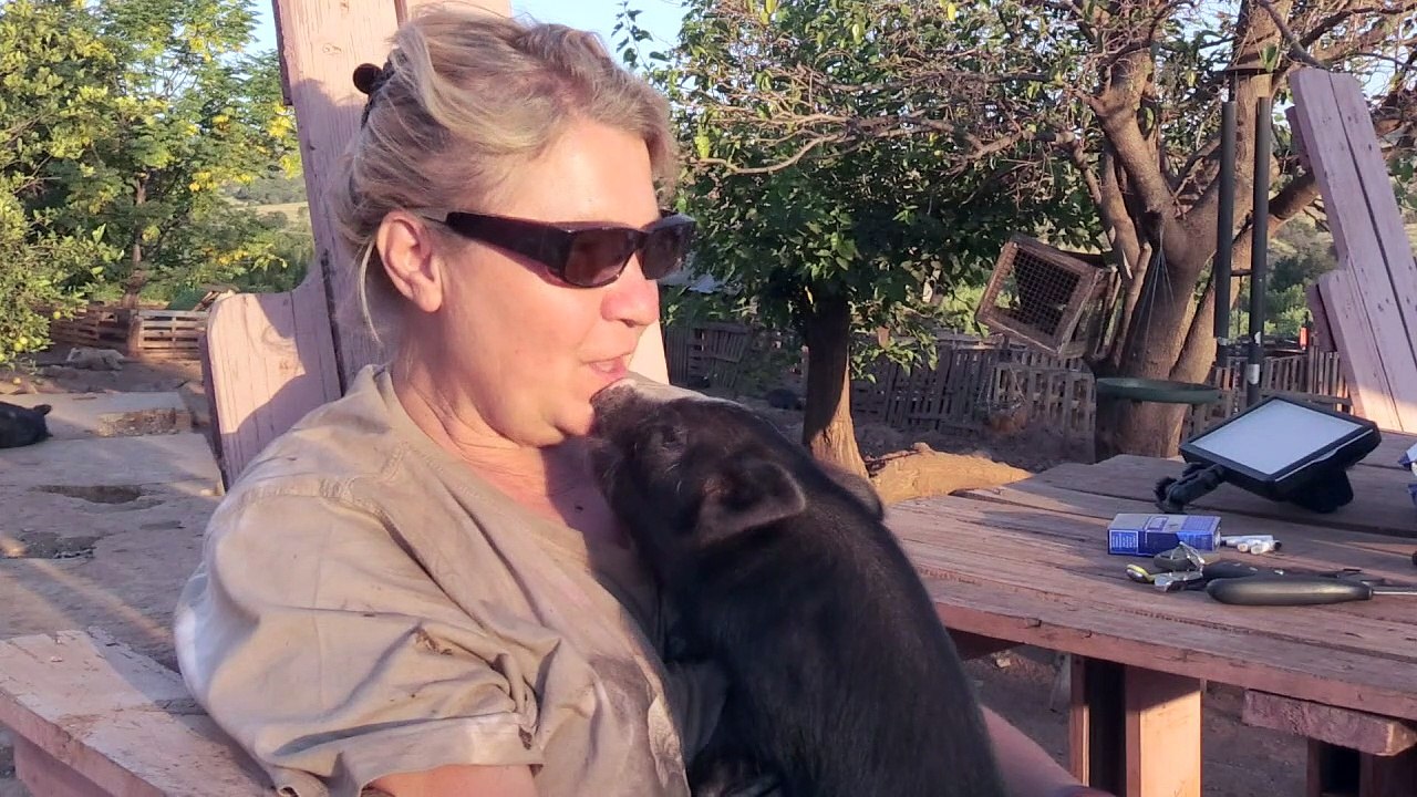 Wenn das süße Mini-Schwein plötzlich 300 Kilo wiegt