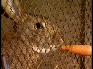 Pauline à la ferme (1/2)