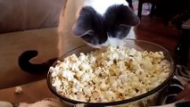 Schau dir an, was passiert, als diese Katze zum ersten Mal Popcorn entdeckt ... Hahahaha, das ist verrückt!