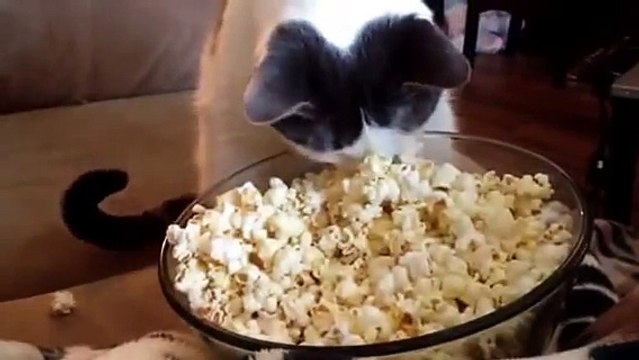 Schau dir an, was passiert, als diese Katze zum ersten Mal Popcorn entdeckt ... Hahahaha, das ist verrückt!