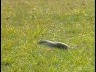 Pauline à la ferme (2/2)