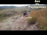 Kürtçe Dublaj Eşek.Aso ve Paylaşımları