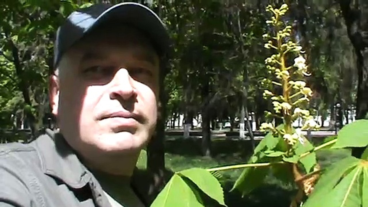 Каштан цветёт