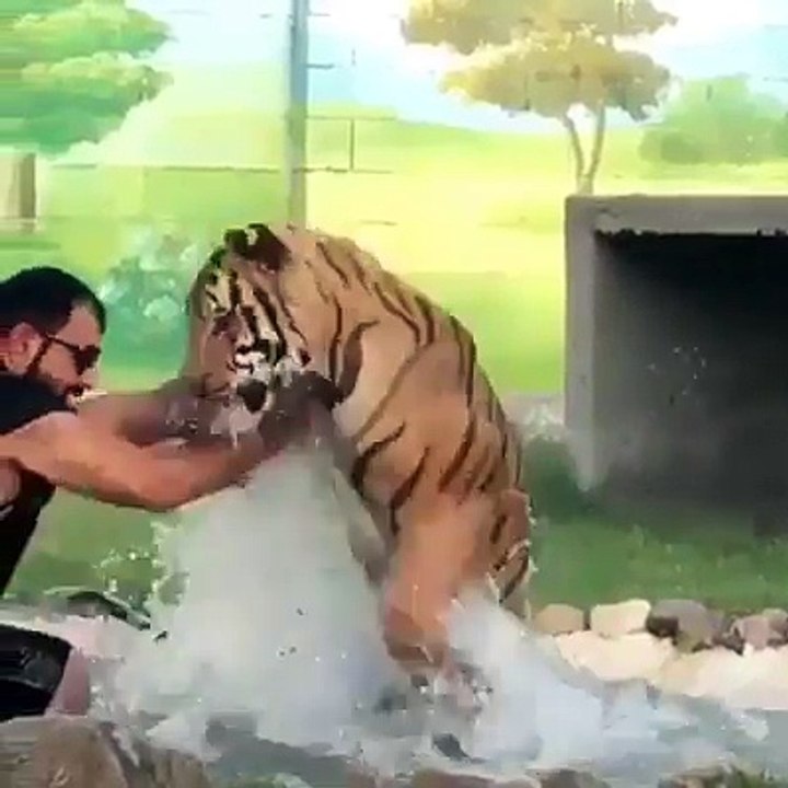 tiger vs man