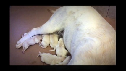 New Litter of Yellow & White Labrador Puppies for Sale
