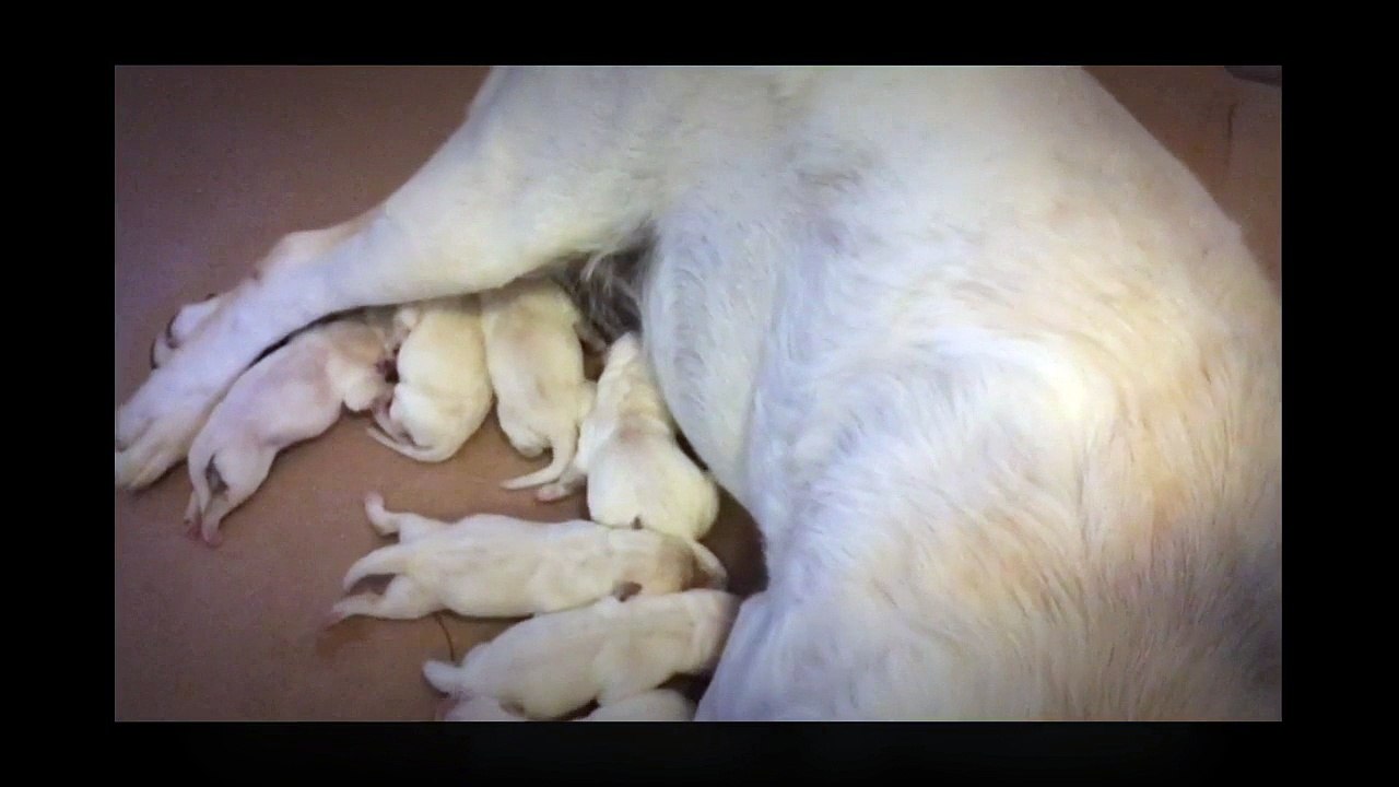 New Litter of Yellow & White Labrador Puppies for Sale
