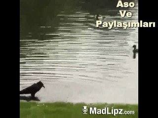 Kürtçe Dublaj Abe jın derdın.Aso ve Paylaşımları