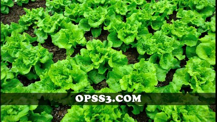 LETTUCE OPSS3.COM  분당오피 오피쓰 분당건마