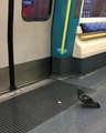 Watch a pigeon getting back from work. This is crazy