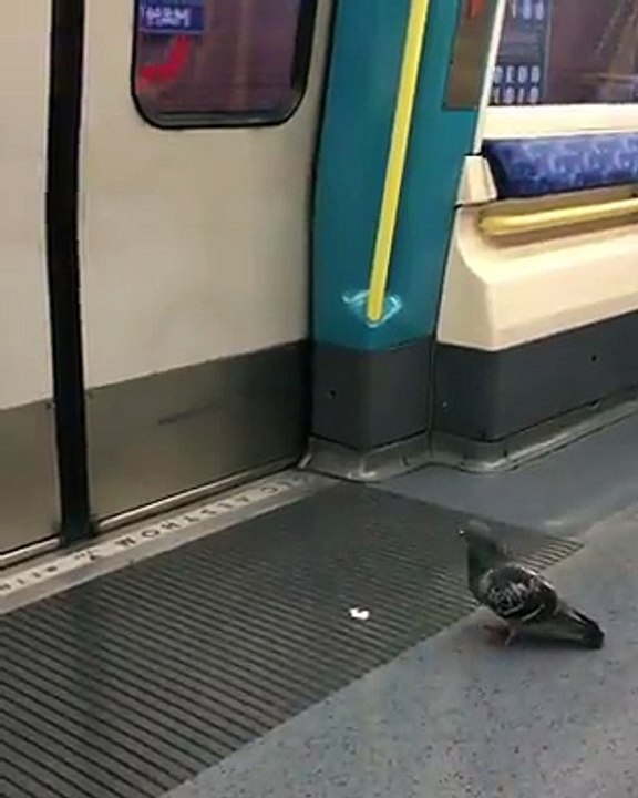 Watch a pigeon getting back from work. This is crazy
