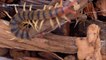 Lizard swallows giant centipede whole