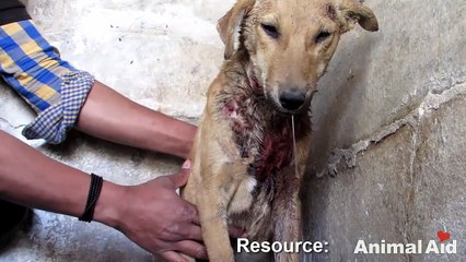 Prayers answered for injured puppy waiting for help in temple