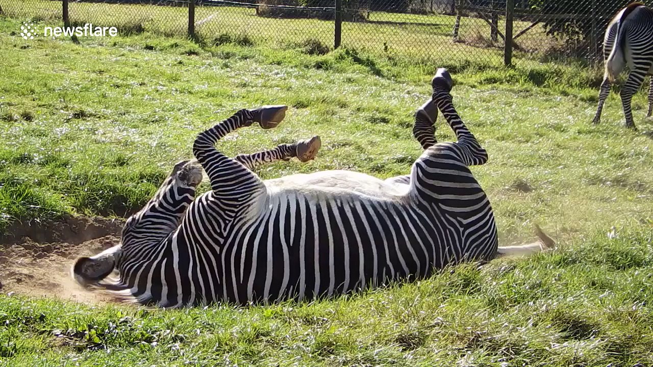 Just a zebra enjoying a good roll in some dust