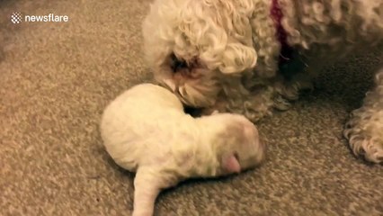 Adorable footage of a five-day-old puppy on a mission for milk