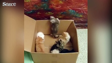 Bir kutu mutluluk ister misiniz?