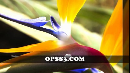 BIRDS OF PARADISE 오피쓰 대전건마 대전오피 OPSS3.COM