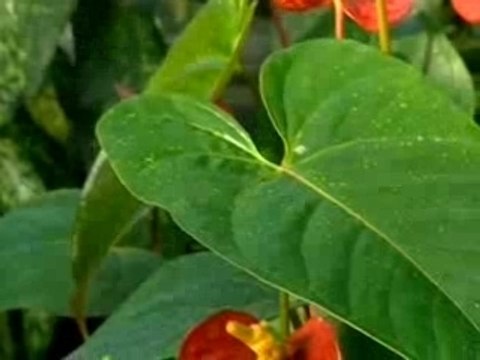 Les jardins de Laurent - Novembre (2/3)