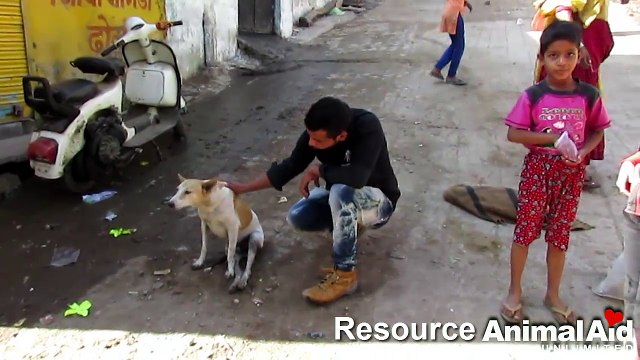 Dog paralysed from car accident walks again