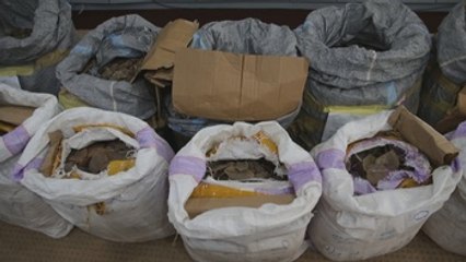 Interceptan en Malasia carne de pangolín, el animal más traficado del mundo