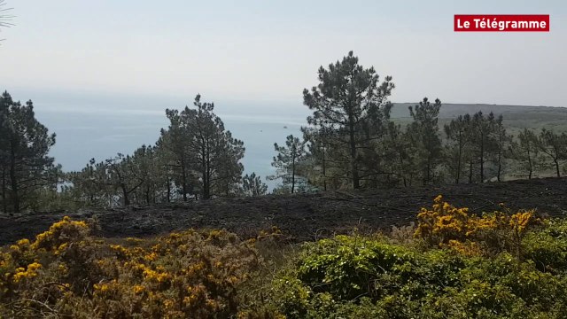 Crozon. 4.000 m² de landes partent en fumée