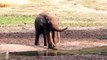 Elephants for Kids - Elephants Playing - Africadsa