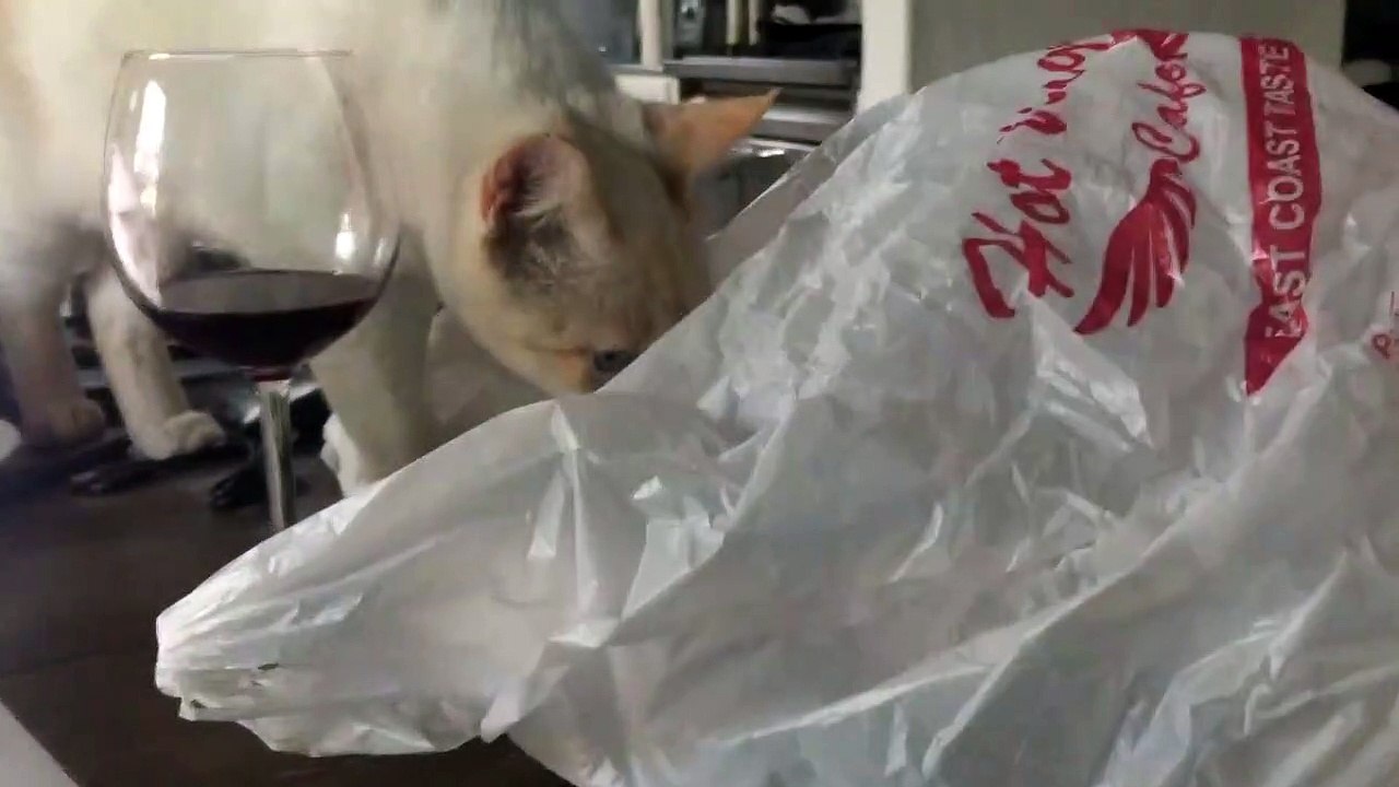 Quand ton chat débile devient fou en se coinçant la tête dans un sac plastique