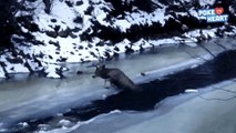 2 hommes courageux viennent sauver un élan coincé dans une rivière gelée.