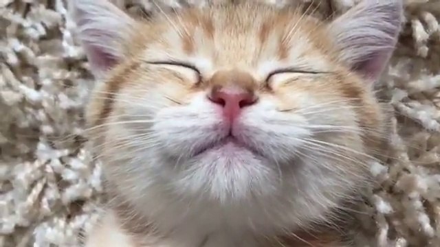 Ce chaton dort d'une drole de façon... Tellement adorable