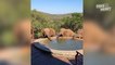 4 éléphants assoiffés viennent boire dans une piscine... Incroyable