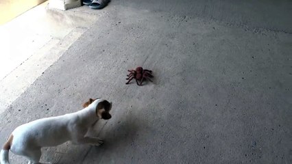 Chien VS Araignée géante... Même pas peur!
