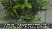 Cannabis museum celebrates legal weed inzasxsxsxs