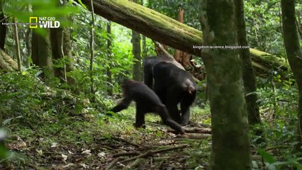 Destination Wild Congo: le royaume de King Kong