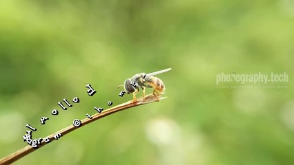 Macro Photography with Smartphone