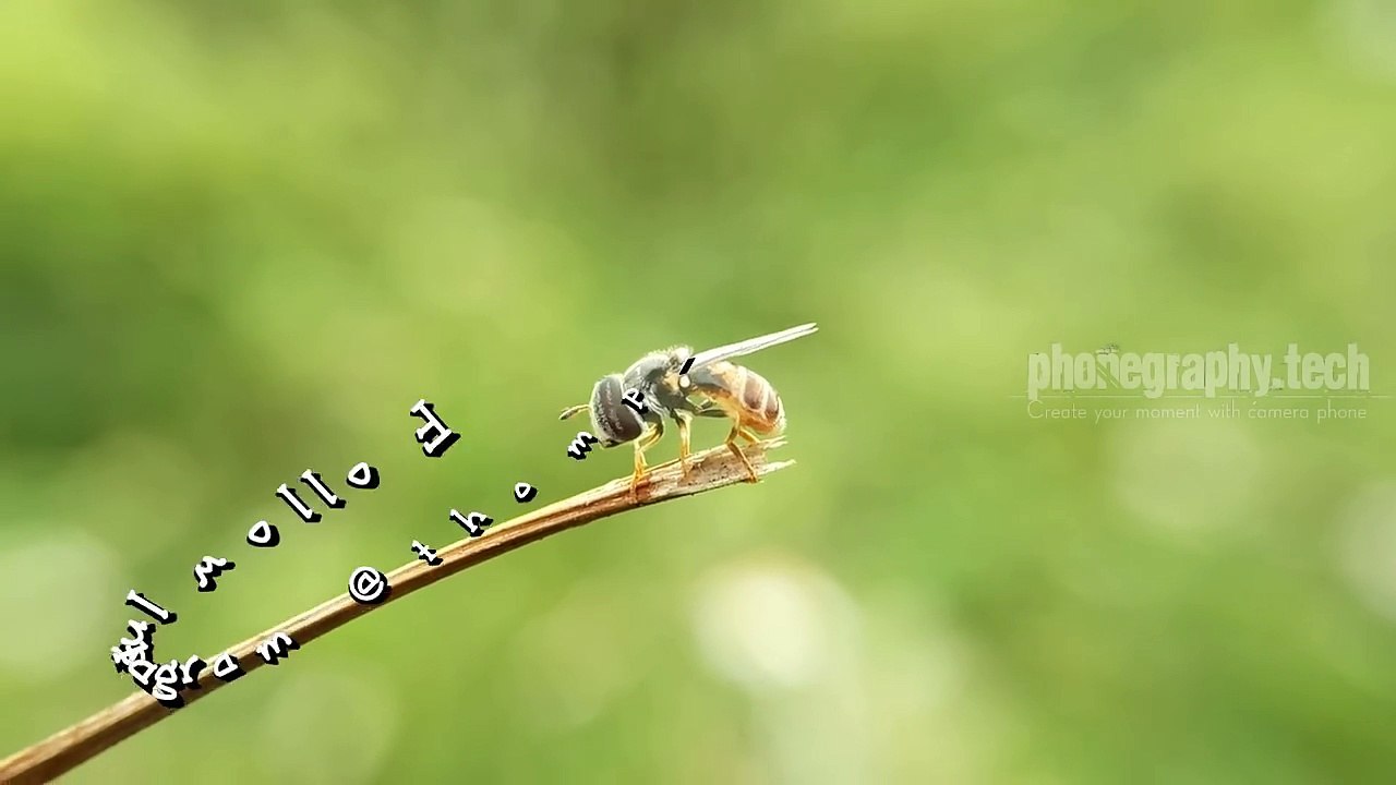 Macro Photography with Smartphone