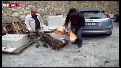 Avcıların hedefi akbaba oldu