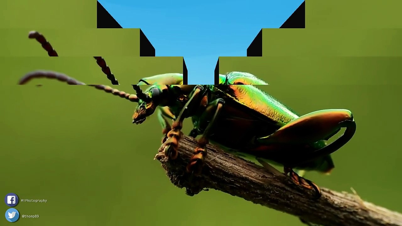 Frog Legged Leaf Beetle