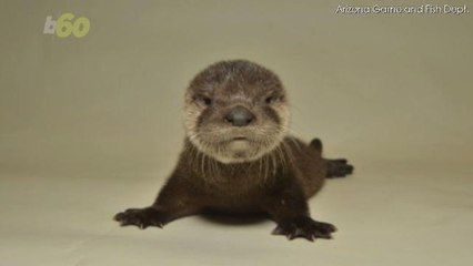 Baby Otter Rescue Will Give You All the Feels
