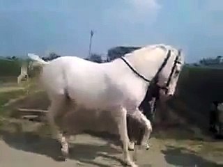 Dans eden asil at mükemmel yaratılış