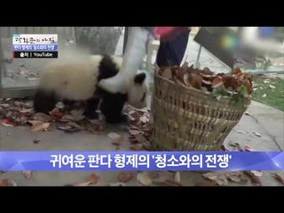 귀여운 판다 형제, 청소는 거부 한다! [광화문의 아침] 236회 20160520