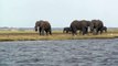 Elephants eating on the banks of the Chobe River, Botswana, Africa