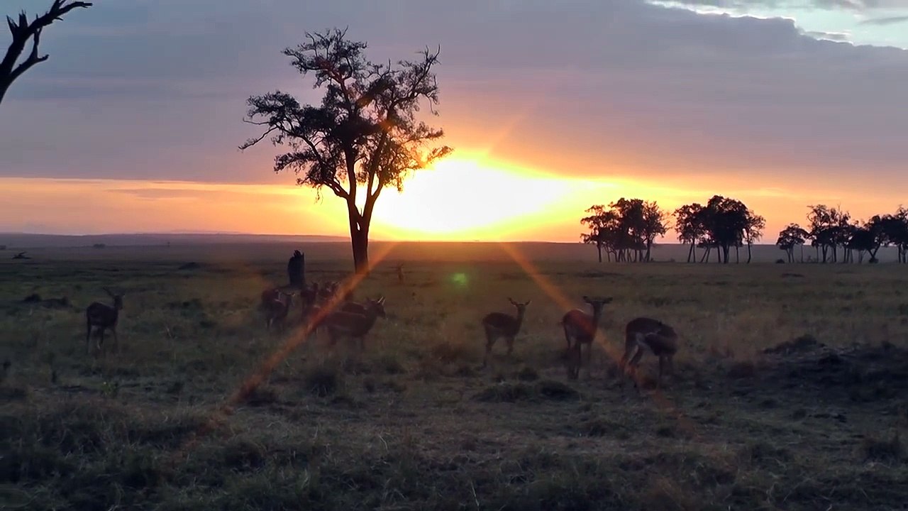 Gazelle at sunrise on the Masai Mara, Kenya, Africa