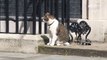 Larry the cat n Downing Street