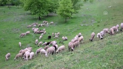 Yıldırım Isabet Eden Çoban Öldü