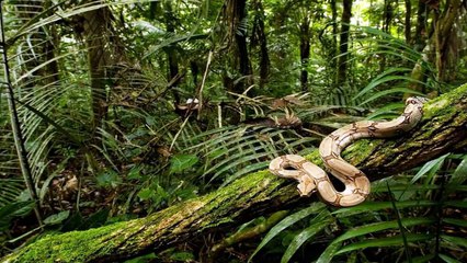 Dünyanın En Büyük 10 Yılanı