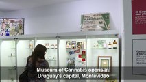 Cannabis museutes legal weed i