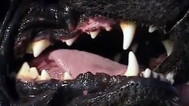 Qeni apo ujku Ja çfarë ndodh kur ndeshen me njëri tjetrin