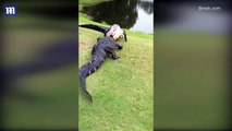 Florida golfer interrupted by 2 alligators fighting