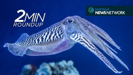 Space birds, a komodo dragon bite & wolves in Denmark