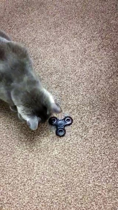 Cat Plays with Fidget Spinner