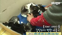 Sợ hãi vì chăm con cực khổ, mẹ mèo bỉm sữa bỏ trốn